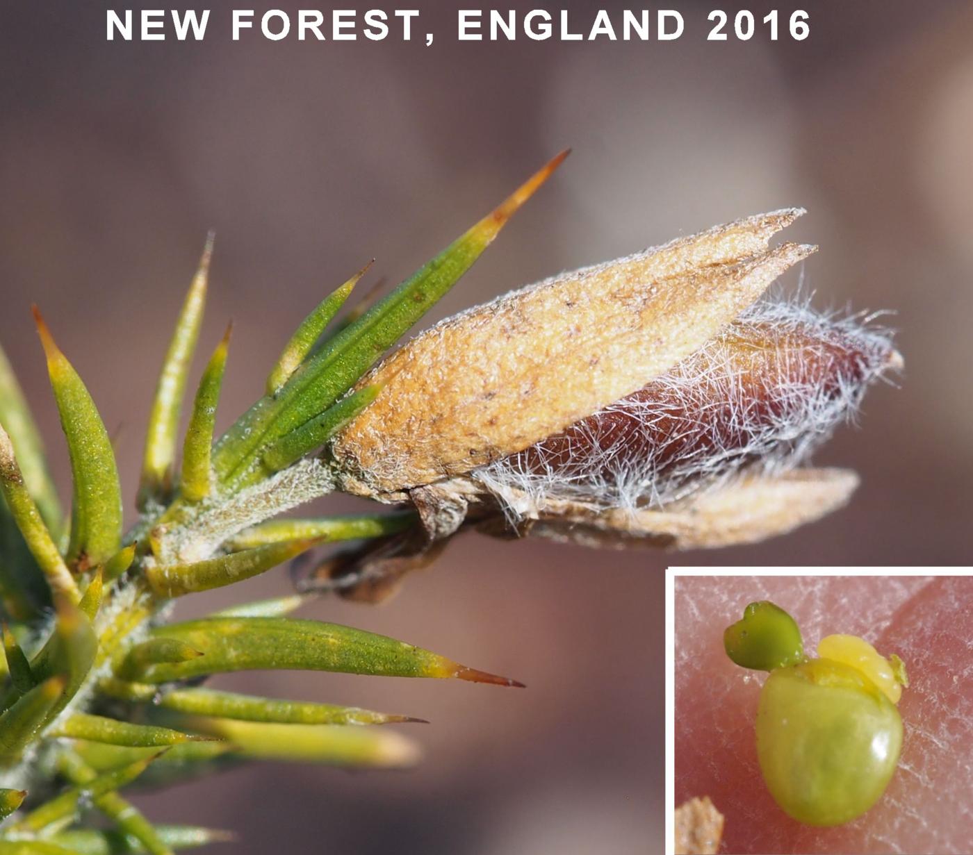 Gorse, Dwarf fruit